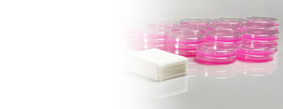 A photo of a stack of Petrifilm plates next to a much larger pile of petri dishes