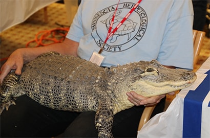 Alligator on the 3M Campus as a part of a science-related event in St. Paul.