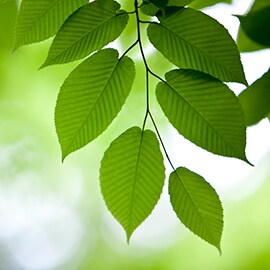 A Leader in Automotive Sustainability