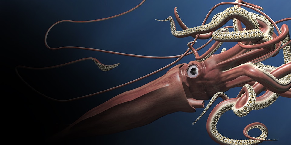 Graphic illustration of a giant squid.