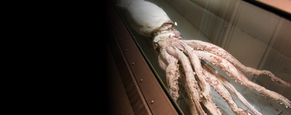 A 330-pound giant squid that has been preserved in 3M Novec fluid and put on display at the Smithsonian.